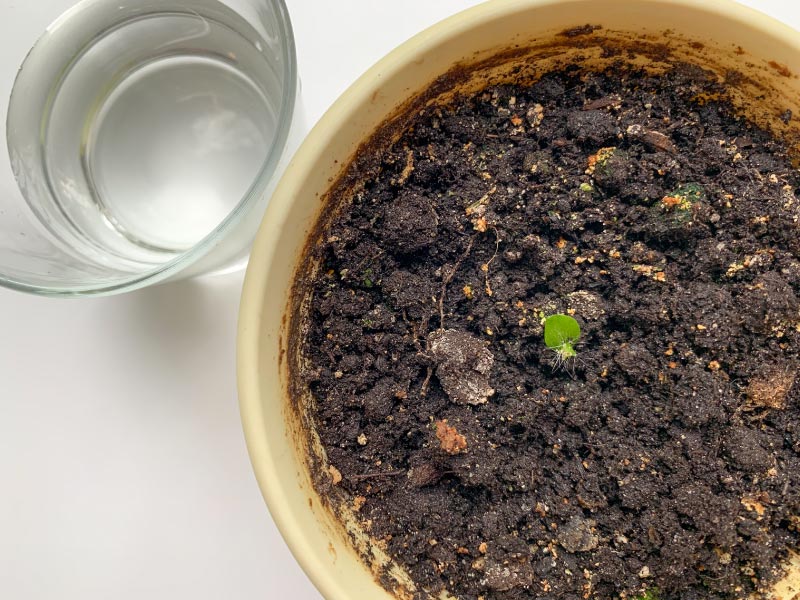 Our Favorite DIY Soil Mix Recipes