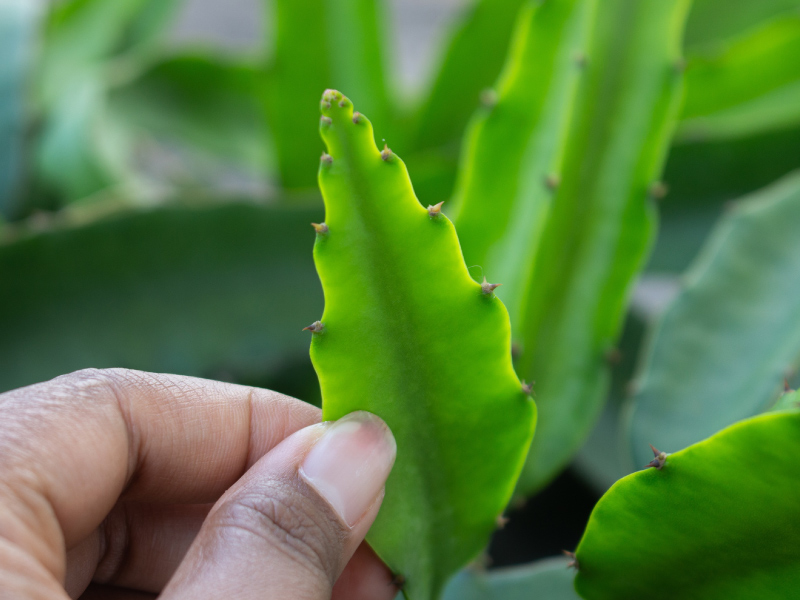 Planting: The Cutting vs. Seed Debate